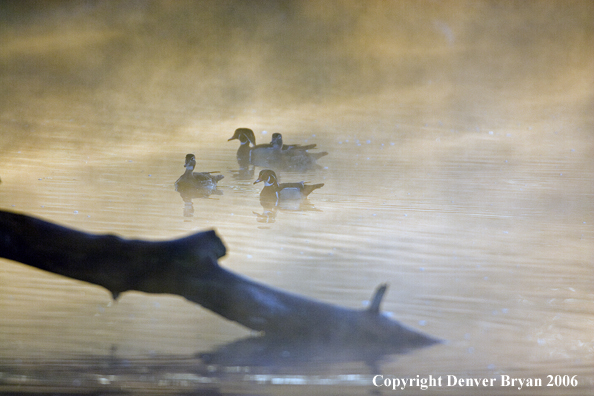 Wood duck drakes swimming in fog.