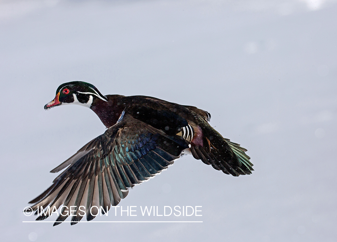 Wood duck in flight.