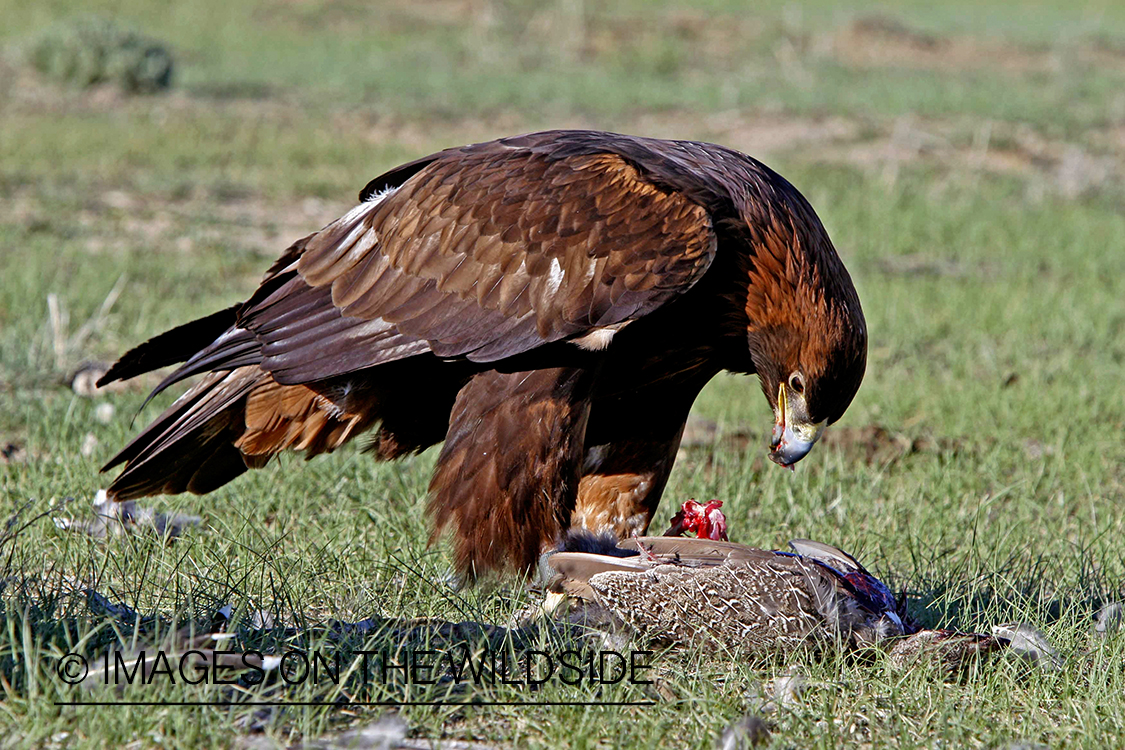 Golden eagle eating carcass. 