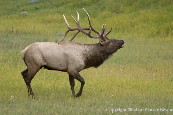 Rocky Mountain bull elk bugling.