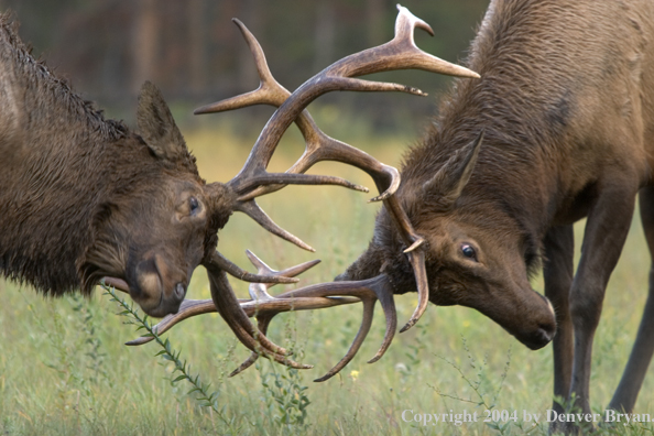 Rocky Mountain bull elk fighting.