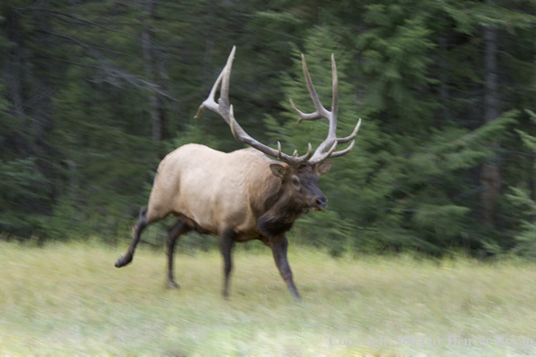 Rocky Mountain bull elk running.