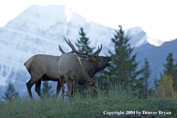 Rocky Mountain bull elk, with cow, bugling.