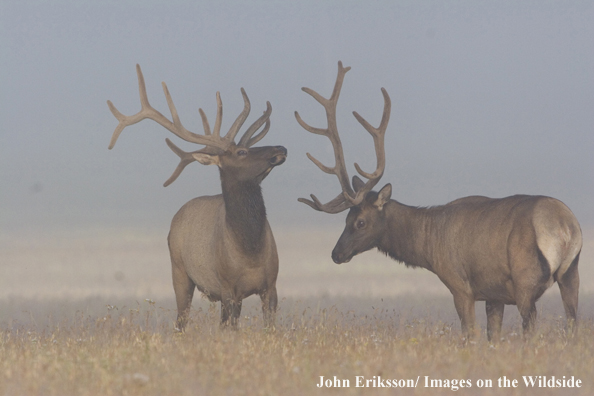 Bull elk in velvet.