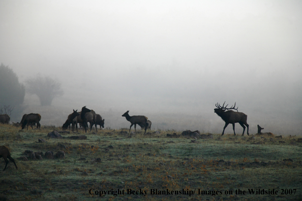 Rocky Mountian Elk Herd