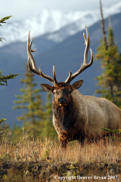 Rocky Mountain Elk 