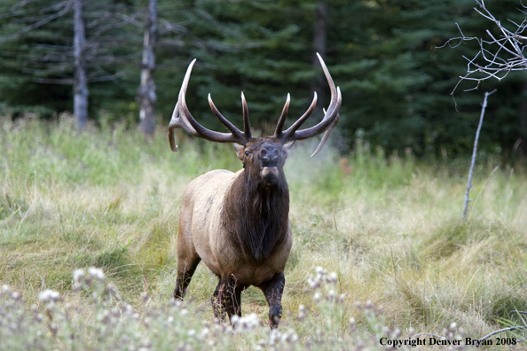 Rocky Mountain Elk 