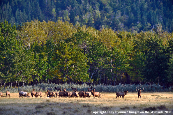 Herd of Rocky Mountain Elk