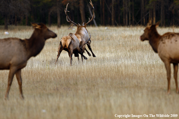 Bull Elk Fighting