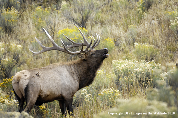 Rocky Mountain bull elk in Sage.