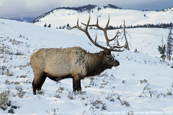 Rocky Mountain Bull Elk in habitat. 