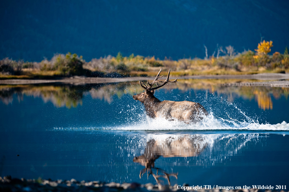 Bull elk in river. 