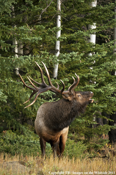 Rocky Mountain bull elk bugling. 