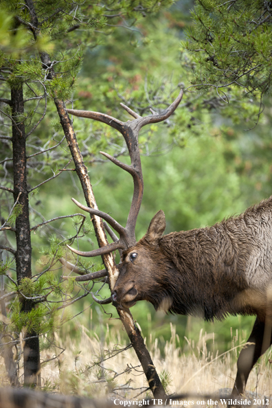 Bull elk rubbing branch. 