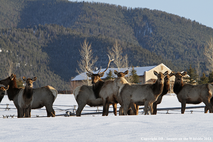 Elk in winter near urban area.