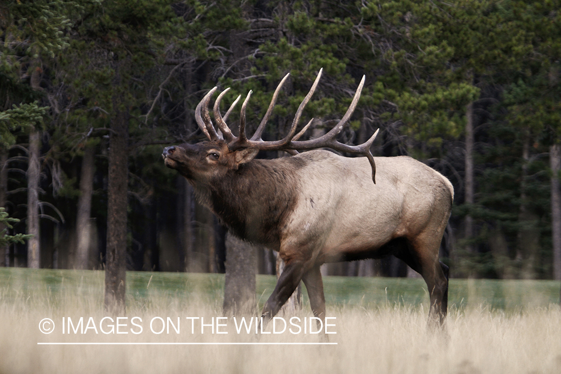 Rocky Mountain Bull Elk during the rut.