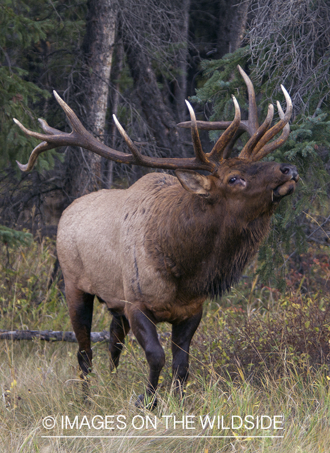 Rocky Mountain Bull Elk during the rut.