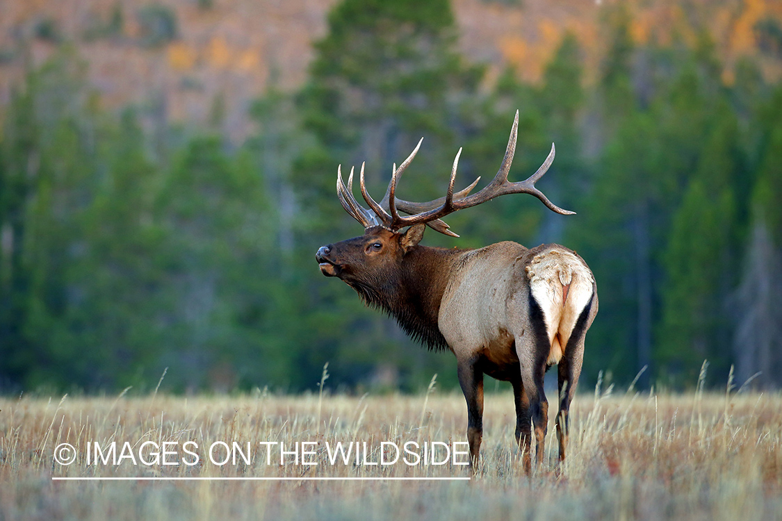 Bull elk in habitat.