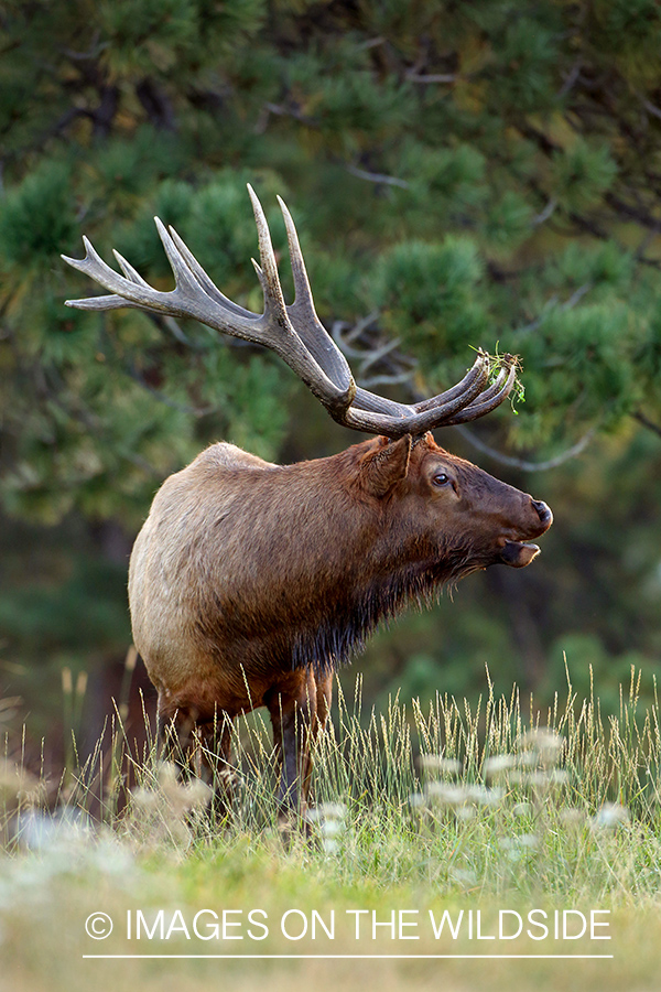 Elk in field bugling.