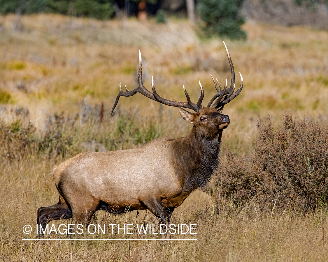 Bull elk in field.