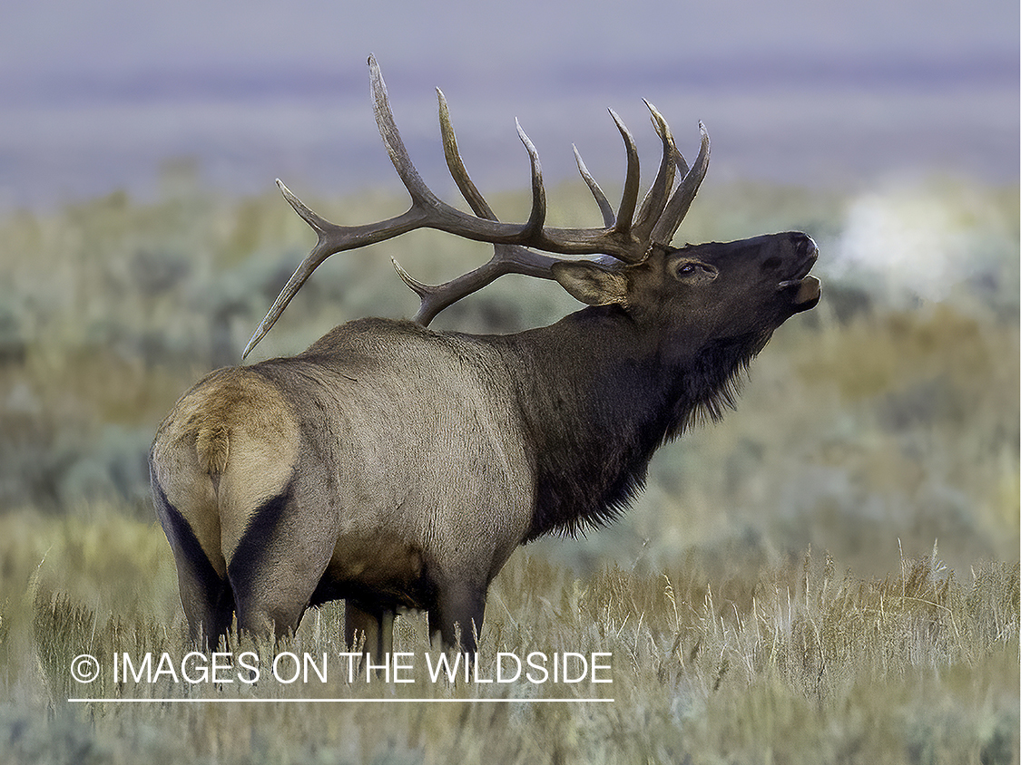 Bull elk bugling.