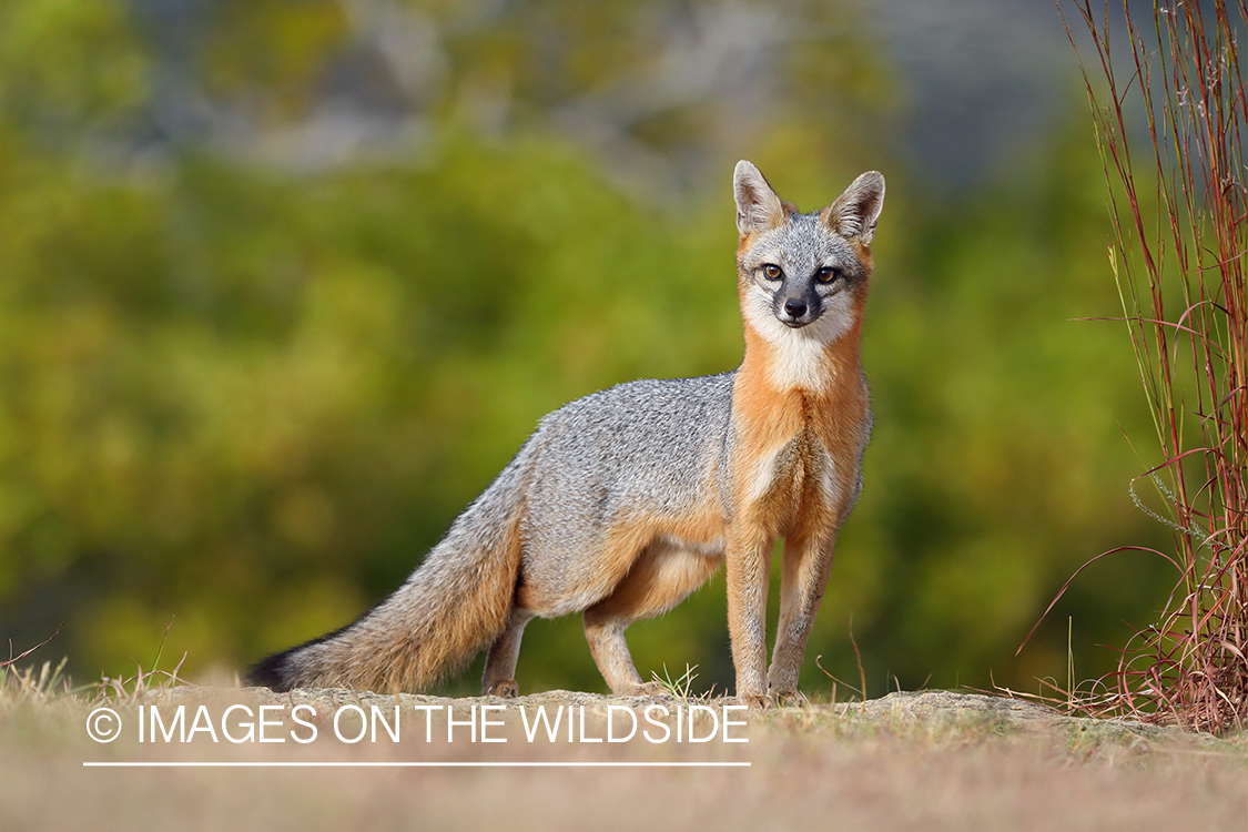 Gray fox in habitat.