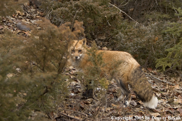 Red fox in habitat.