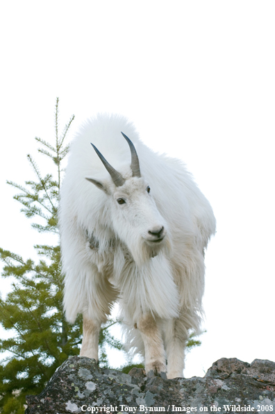 Billy Mountain Goat