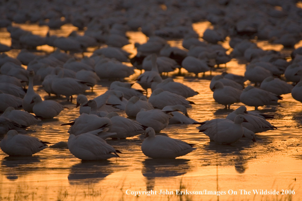 Snow geese in habitat.