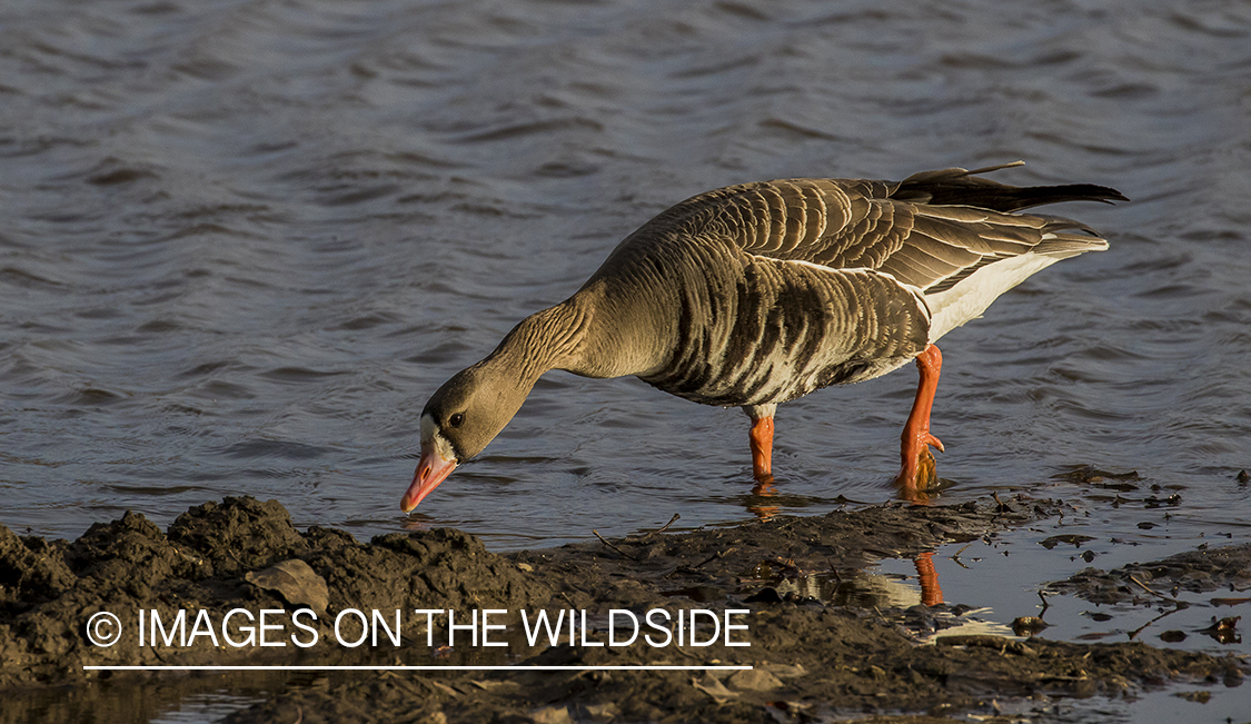 White-fronted goose in habitat.