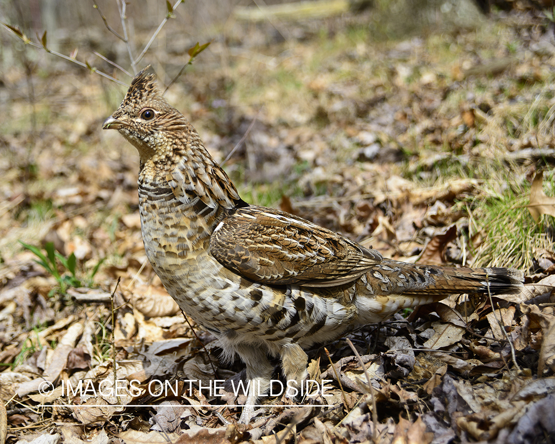 Ruffed Grouse.