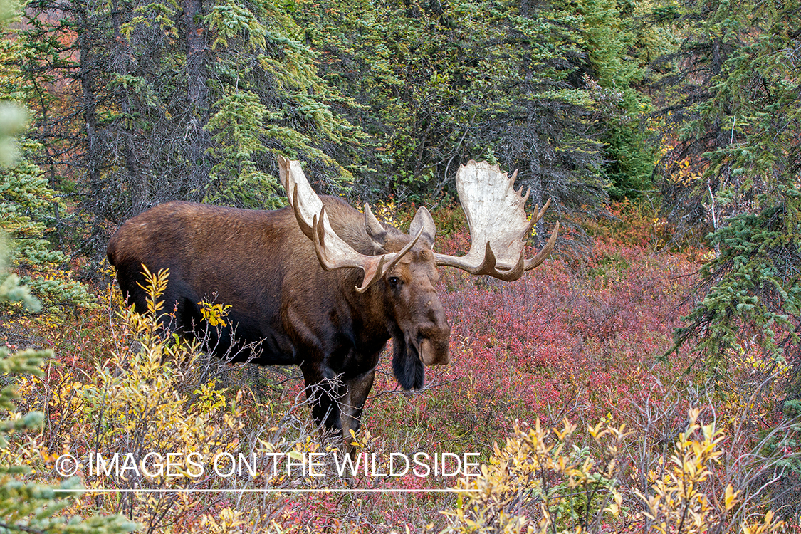 Alaskan bull moose in habitat.