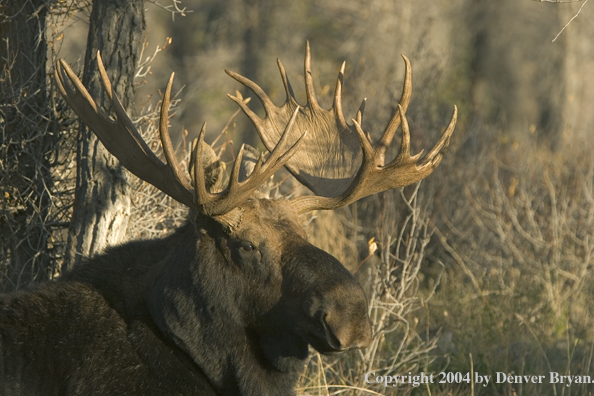 Shiras bull moose bedded down.