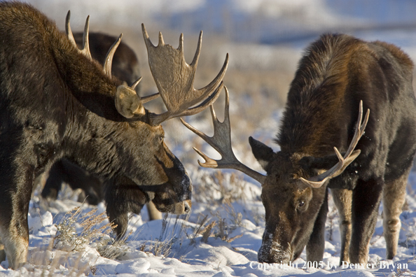 Bull moose in habitat.