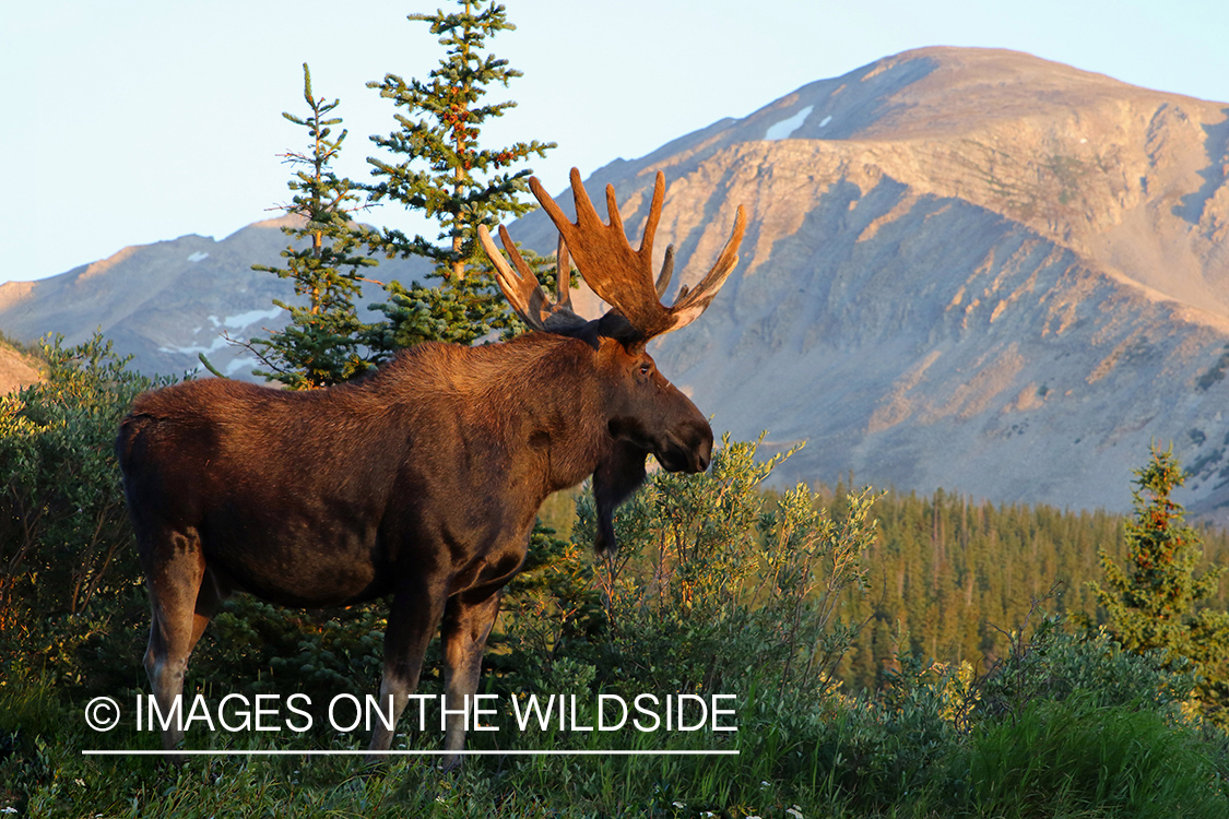 Bull Moose in Velvet.