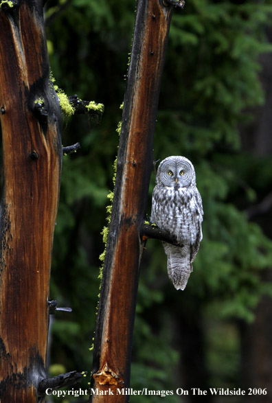 Great Grey Owl.