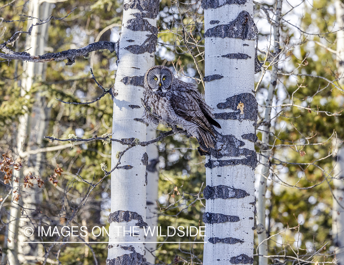 Great Grey Owl in habitat.