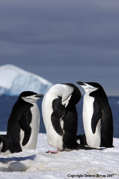 Chinstrap penguin in habitat