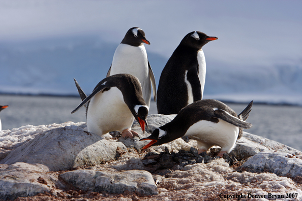 Gentoo Penguin in habitat