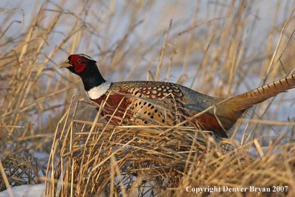 Ring-necked pheasant in habitat