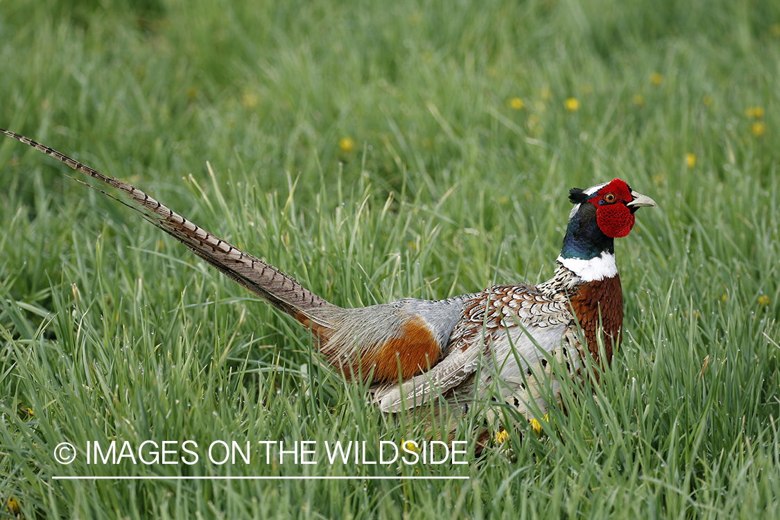 Ring-necked pheasant in grass.