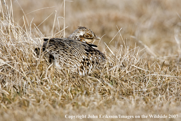 Greater Prairie Chicken in habitat.