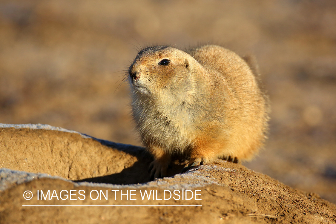 Prairie Dog in habitat. 