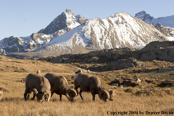 Herd of Rocky Mountain bighorn sheep (rams).