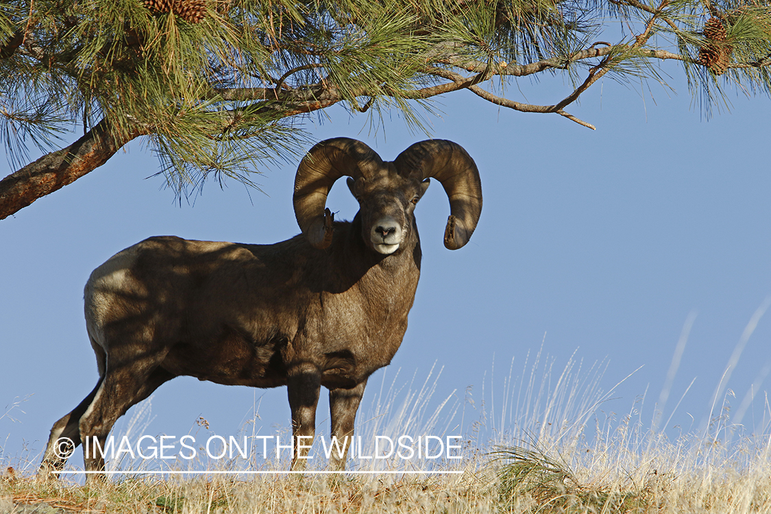 Rocky Mountain bighorn sheep in field.