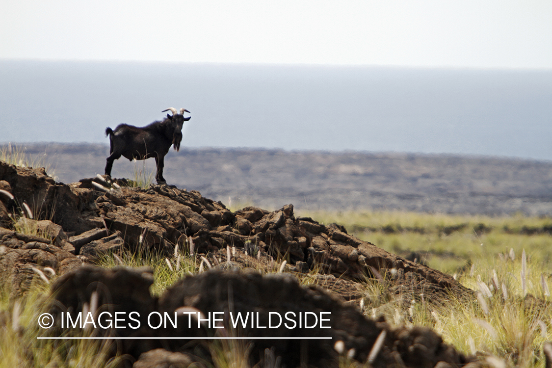 Hawaiian feral goat in habitat.