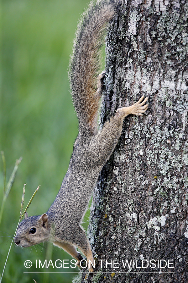 Gray squirrel in habitat.