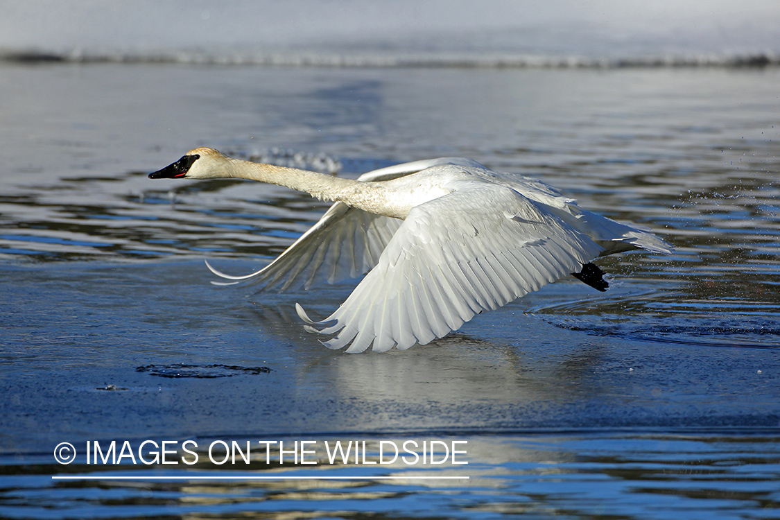 Trumpeter swan taking flight.