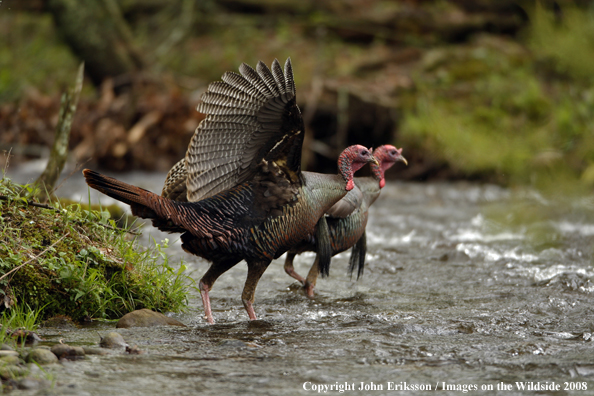 Eastern Wild Turkey crossing water