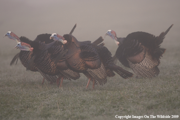 Eastern Wild Turkeys in habitat